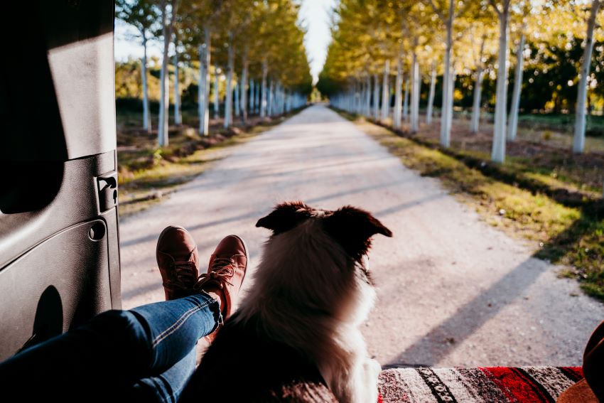 cómo viajar con un perro